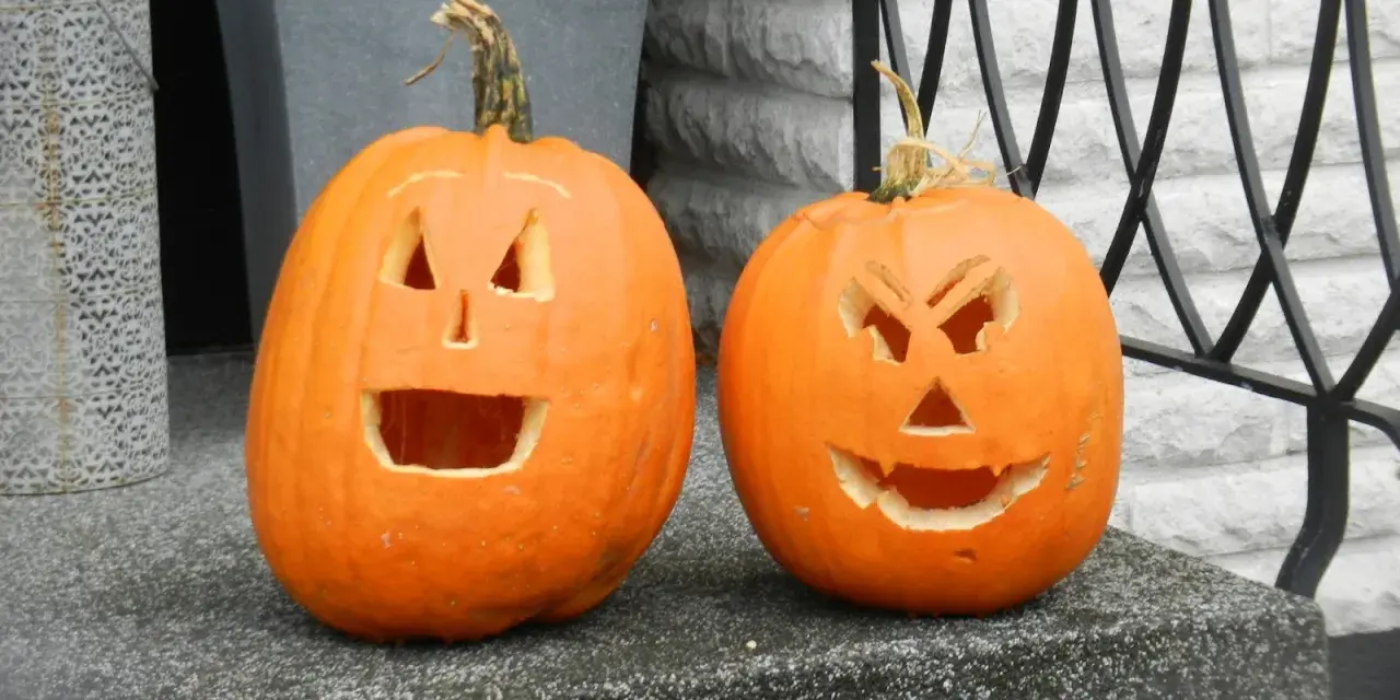 Två utskurna pumpor med läskiga ansikten står redo för halloween vecka.