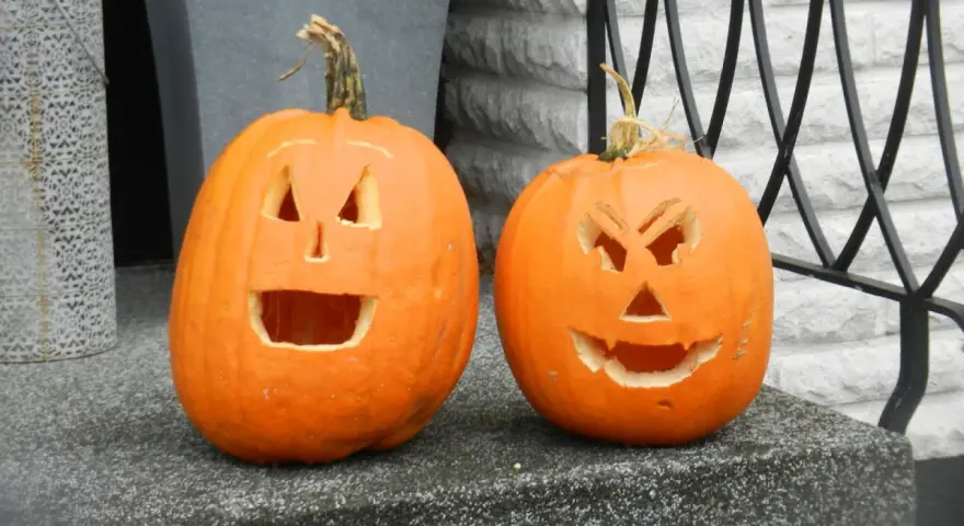 Två utskurna pumpor med läskiga ansikten står redo för halloween vecka.