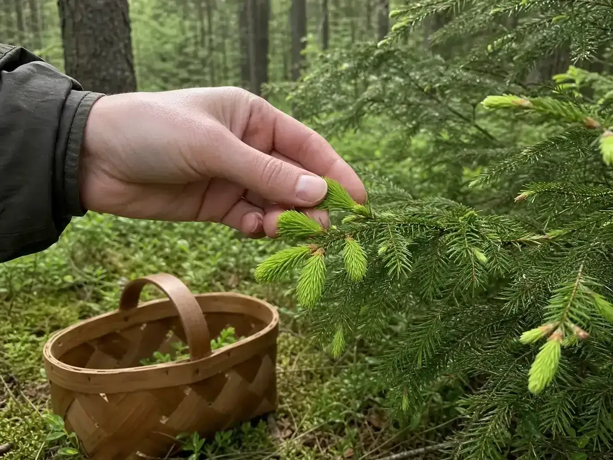 Plockar granskott i skogen för ett gott granskott recept. En korg väntar.